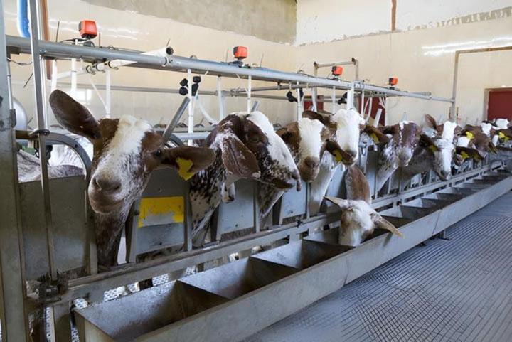 Réparation de matériel d'élevage Fiefs